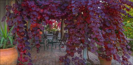 Window in Vine - VIC T (PBH4 00 13471)